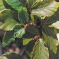 Ozone damage on beech leaves