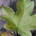 Ozone damaged field maple leaf