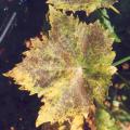 Ozone damage on grape leaves