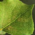 Ozone damaged poplar leaf