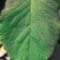 Ozone damage on wayfaring tree leaf