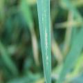 Ozone injury on wheat (cv. Njoro)