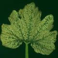 Ozone damaged courgette leaf