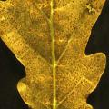 Ozone damaged sessile oak leaf