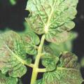 Ozone damage on tomato leaves