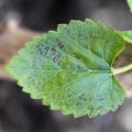 Ozone damage on white mulberry leaf
