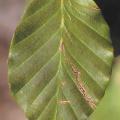 Leaf miner damage on beech leaf