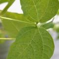 Red spider mites on French bean