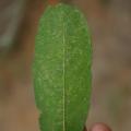 Red spider mites on grey willow