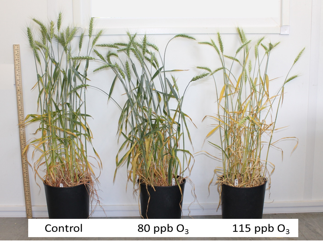 Wheat growth under ozone treatments.
